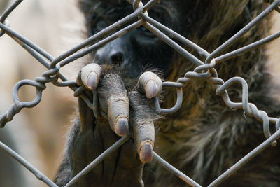 A hand of the black-headed spider monkey - ateles fusciceps at a conservancy in nanyuki, kenya