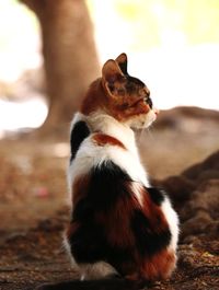 Close-up of a cat looking away