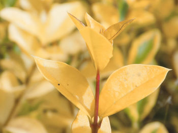 Close up of leaves