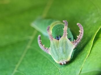 Close-up of butterfly on leaf