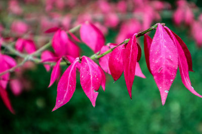 Close-up of pink flowers blooming outdoors