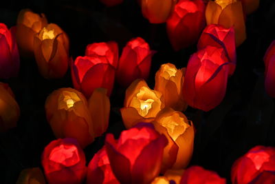 Close-up of red roses