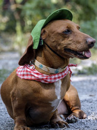 Cute dachshund wearing a cap and bandana sitting looking away during sunny day