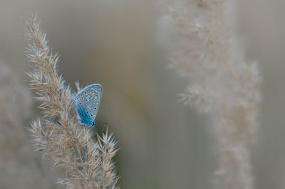 macro photography