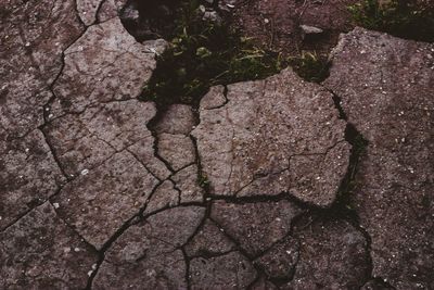 Close-up of cracked leaf