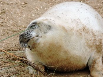 Close-up of horse sleeping