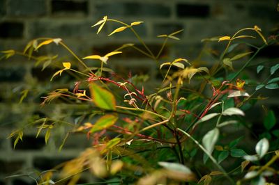 Close-up of plant