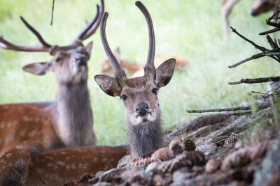 A deer with antlers resting under a tree with its herd and looking into the camera