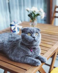 Portrait of cat relaxing on table at home