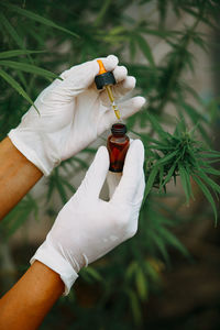 The expert holding a bottle cbd hemp oil, doctor of hemp oil, medical marijuana products.