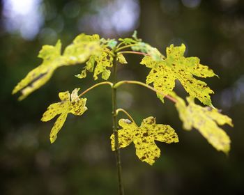 Close-up of yellow flowers
