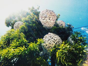 Low angle view of trees against sky