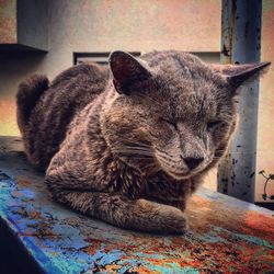 Close-up of cat at home