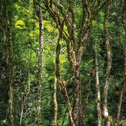 Trees in forest