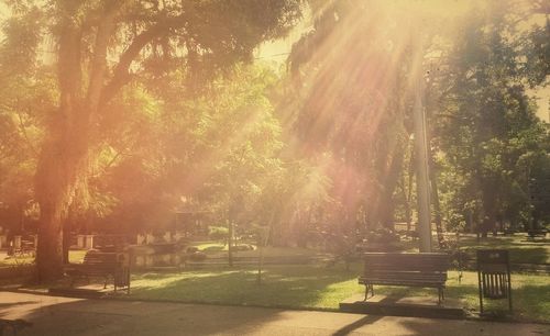 Sun shining through trees in park