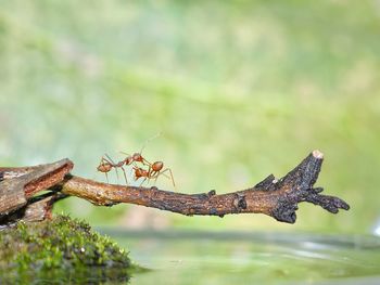 Close-up of grasshopper on rusty metal