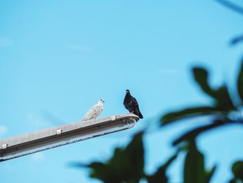 Low angle view of bird perching on cable