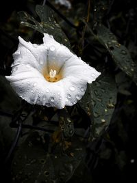 Close-up of wet white flower blooming outdoors