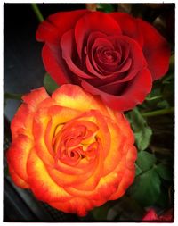 Close-up of orange rose