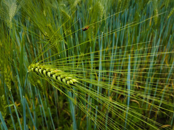 Close-up of crop growing on field