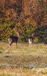 Deer in a field