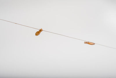 Low angle view of insect on cable against clear sky