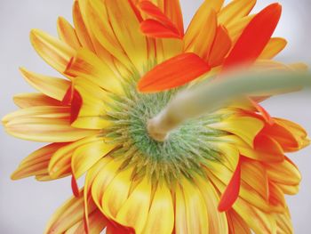 Close-up of yellow flower