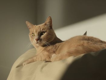 Close-up of cat resting on pet bed 