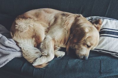 Close-up of dog sleeping at home