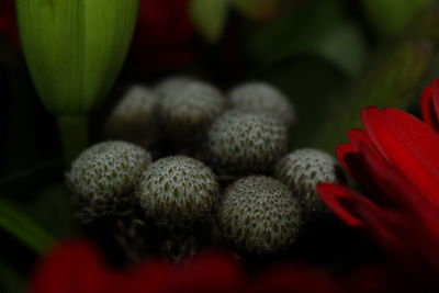 Close-up of flowers blooming outdoors