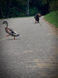 Bird perching on road