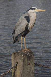 Close-up of heron perching on wooden post by lake
