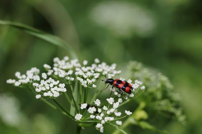 Close-up of ladybug on flower