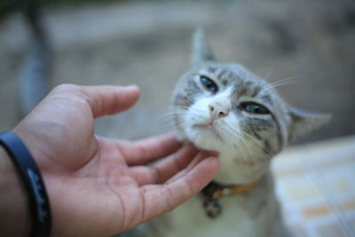 Cropped image of hand holding cat