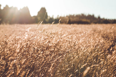 View of stalks in field against the sky