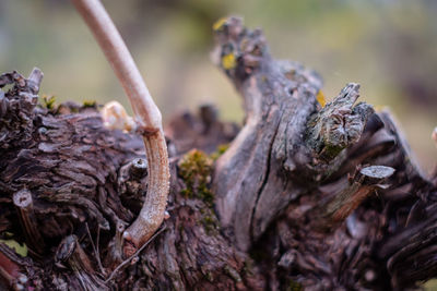 Budding at a gnarled vine plant close-up