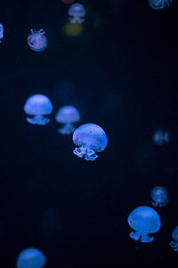 Jellyfish swimming in sea