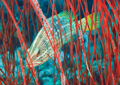 Close-up of fish underwater