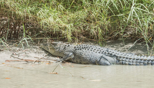 View of crocodile in the lake