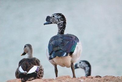 Close-up of birds in lake