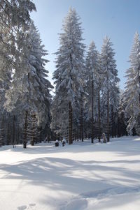 Trees on snow covered land against sky