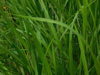 Full frame shot of crops growing on field