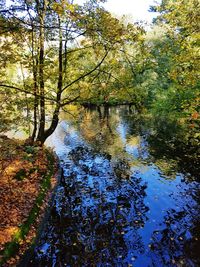 River amidst trees in forest against sky