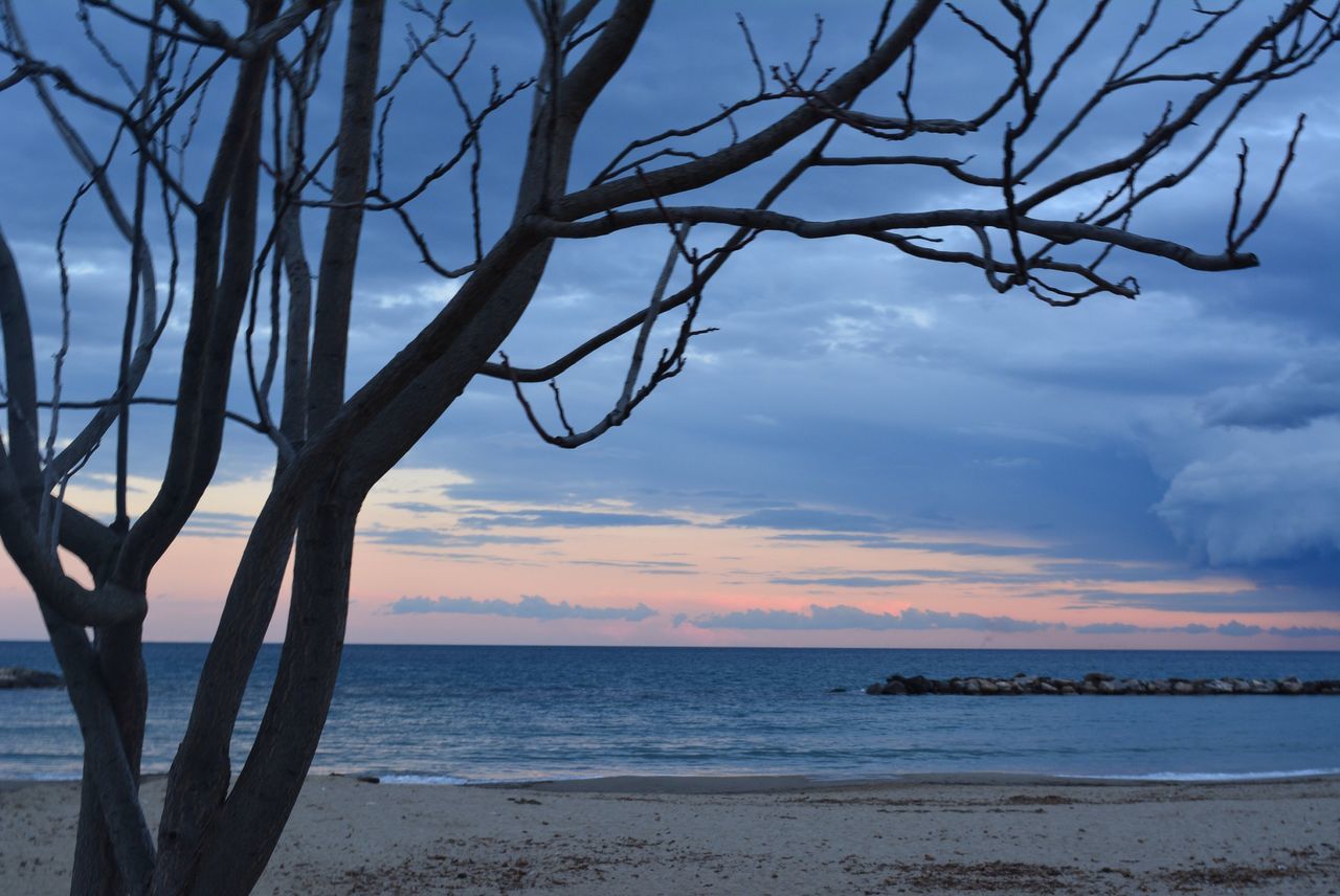 sea, horizon over water, sky, water, tranquility, tranquil scene, scenics, beach, beauty in nature, nature, shore, branch, bare tree, cloud - sky, idyllic, tree, tree trunk, cloud, sunset, outdoors