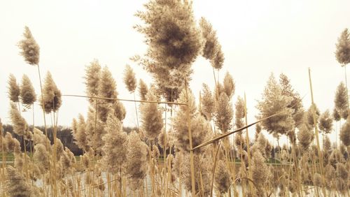 Trees growing against sky