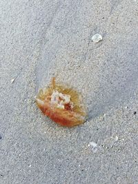 Close-up of crab on sand