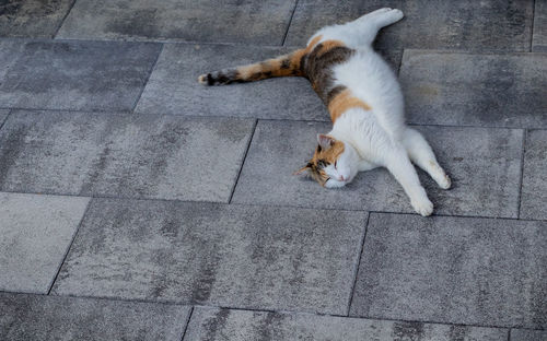 High angle view of cat sleeping on footpath