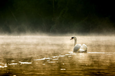 Swan swimming in lake