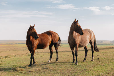 Horses standing in field