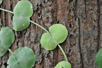 Close-up of lemon growing on tree trunk